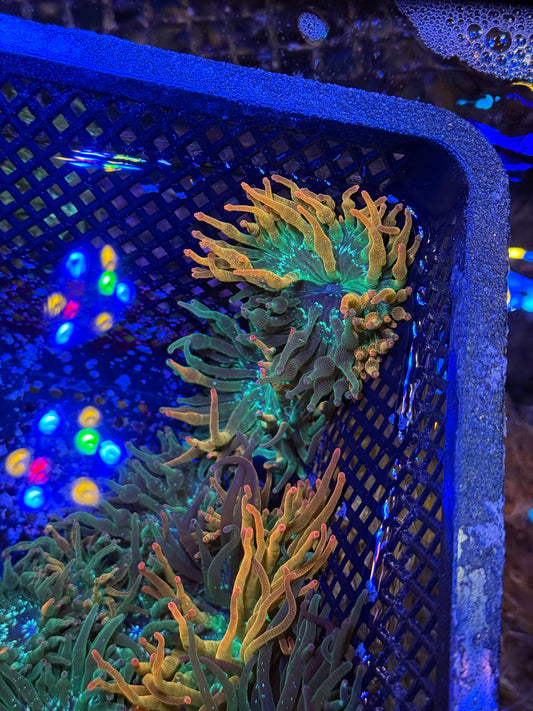 ECC Nexus burst (multi color)