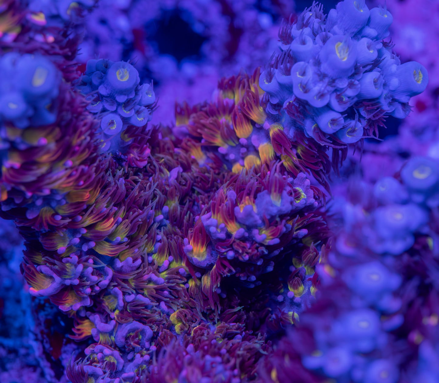 AR Ultraviolet Tenuis