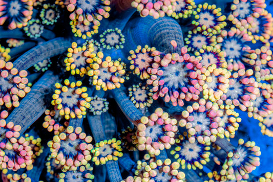 Skittles goni frag