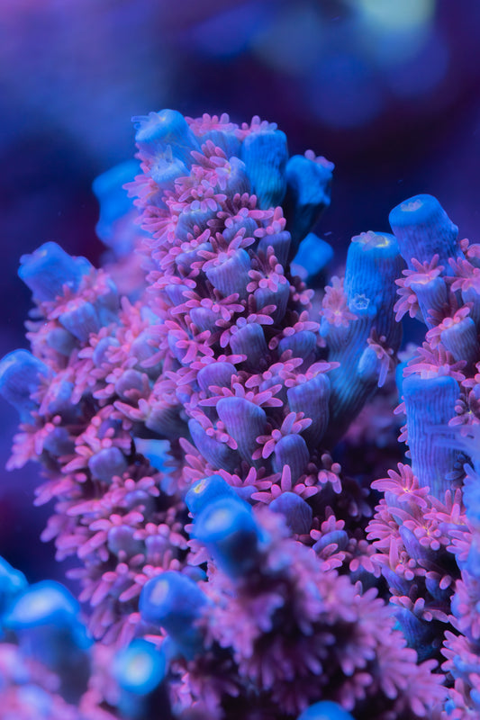 BK Chem Pink Elephant