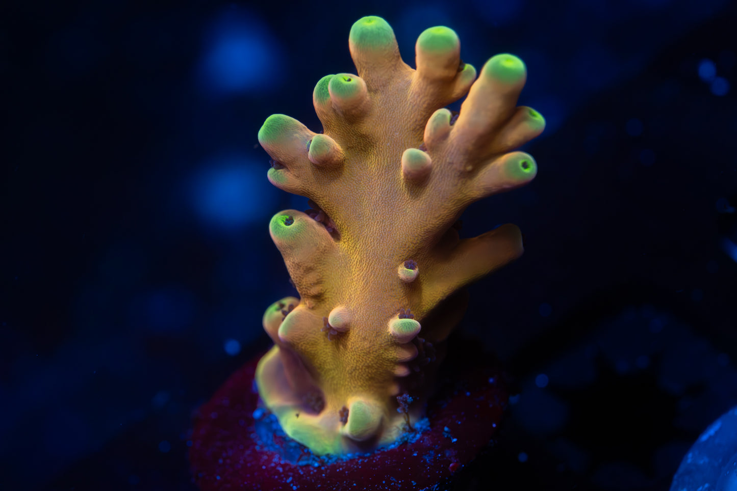 TCK Atomic Echinata