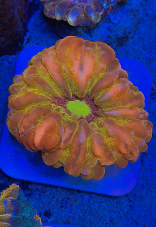 Solar Flare Cynarina