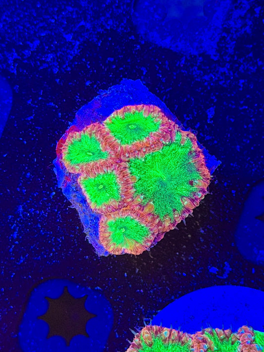 Green Glitter Blasto