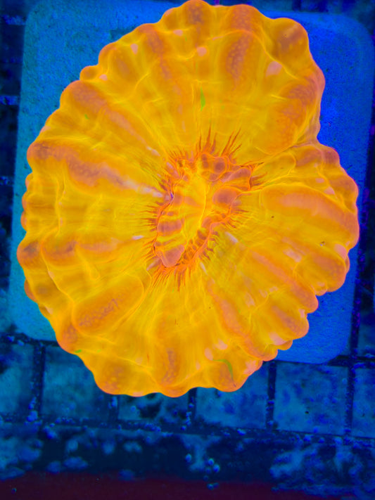 Lava Cynarina