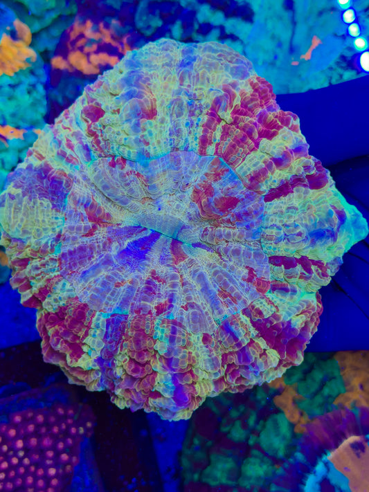 Acantho