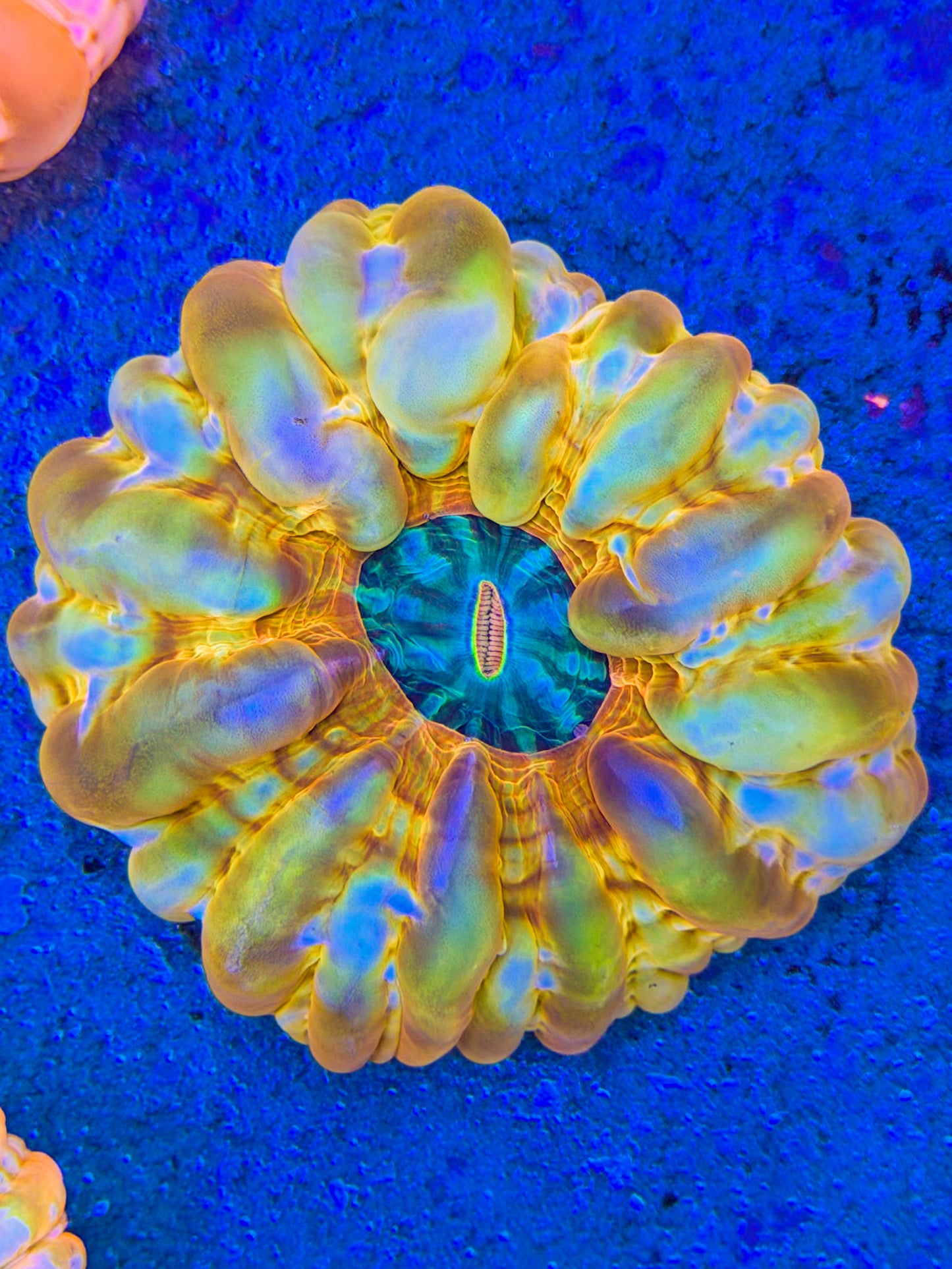 Golden Jewel Cynarina