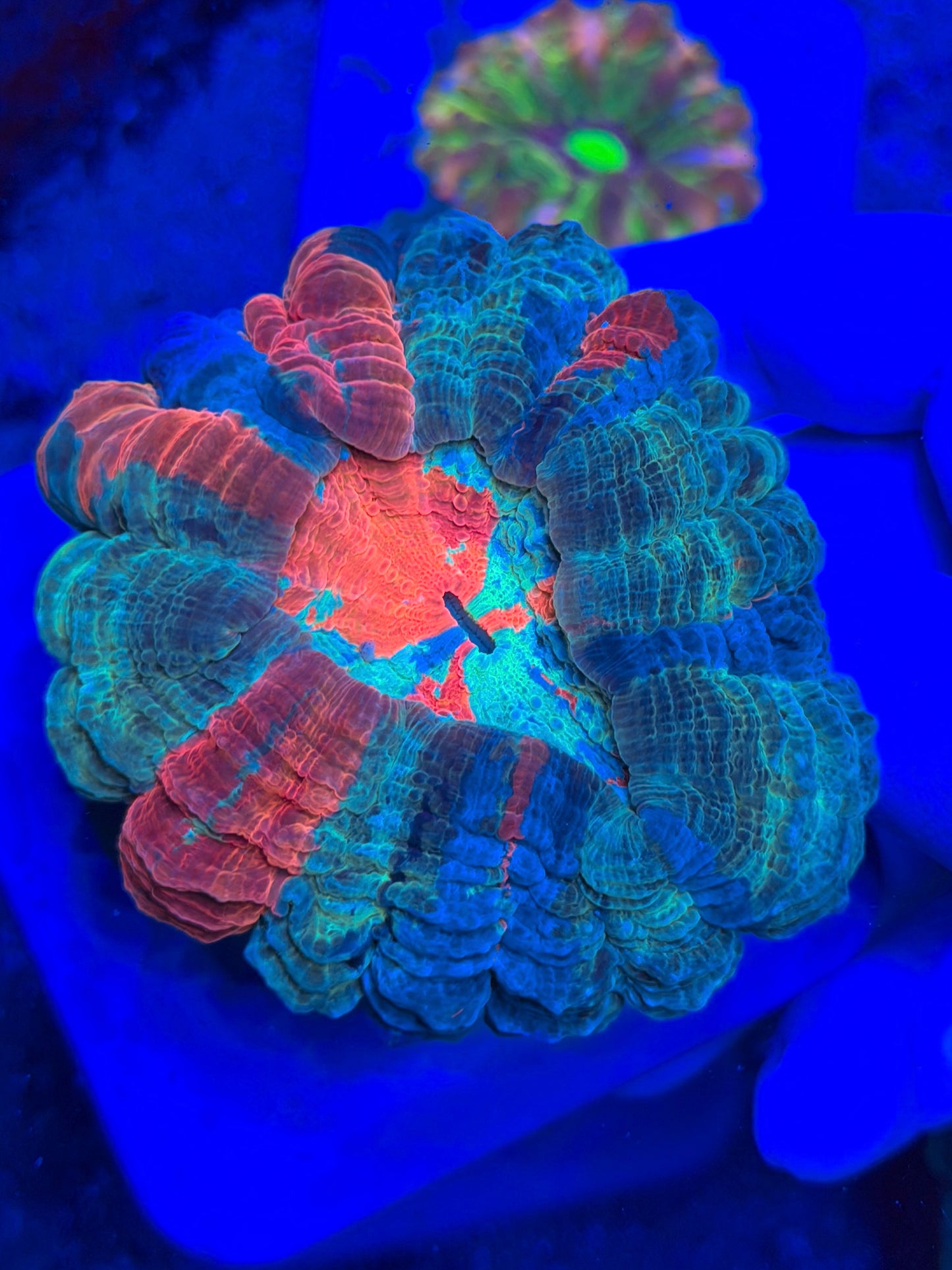 Captain America Acantho