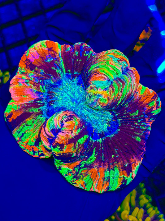 Paint splatter welso