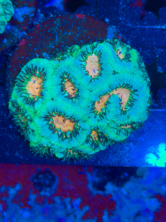 Watermelon Micro