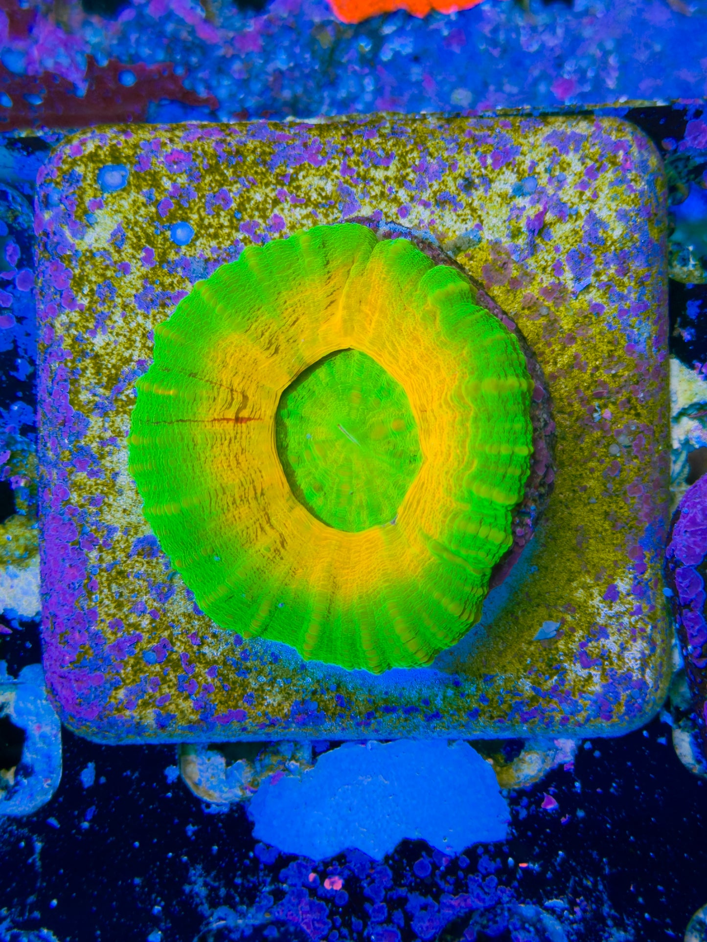 Yellow Halo Medium