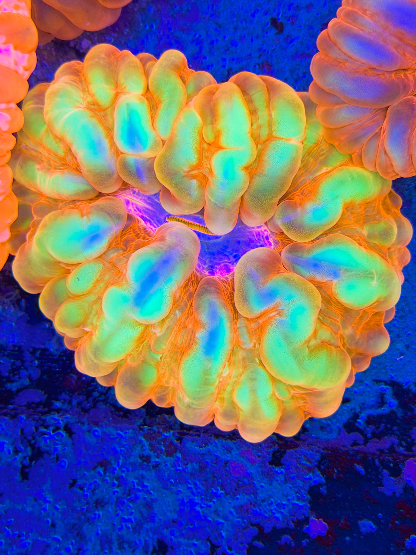Magma Cynarina