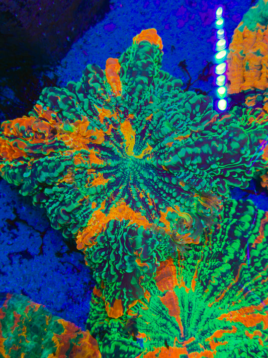 Acid Trip Acantho