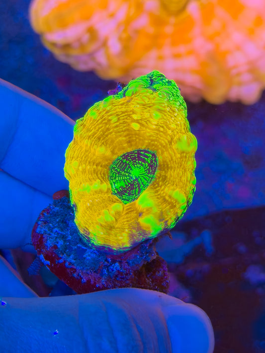 Alien egg Acan pachecepta