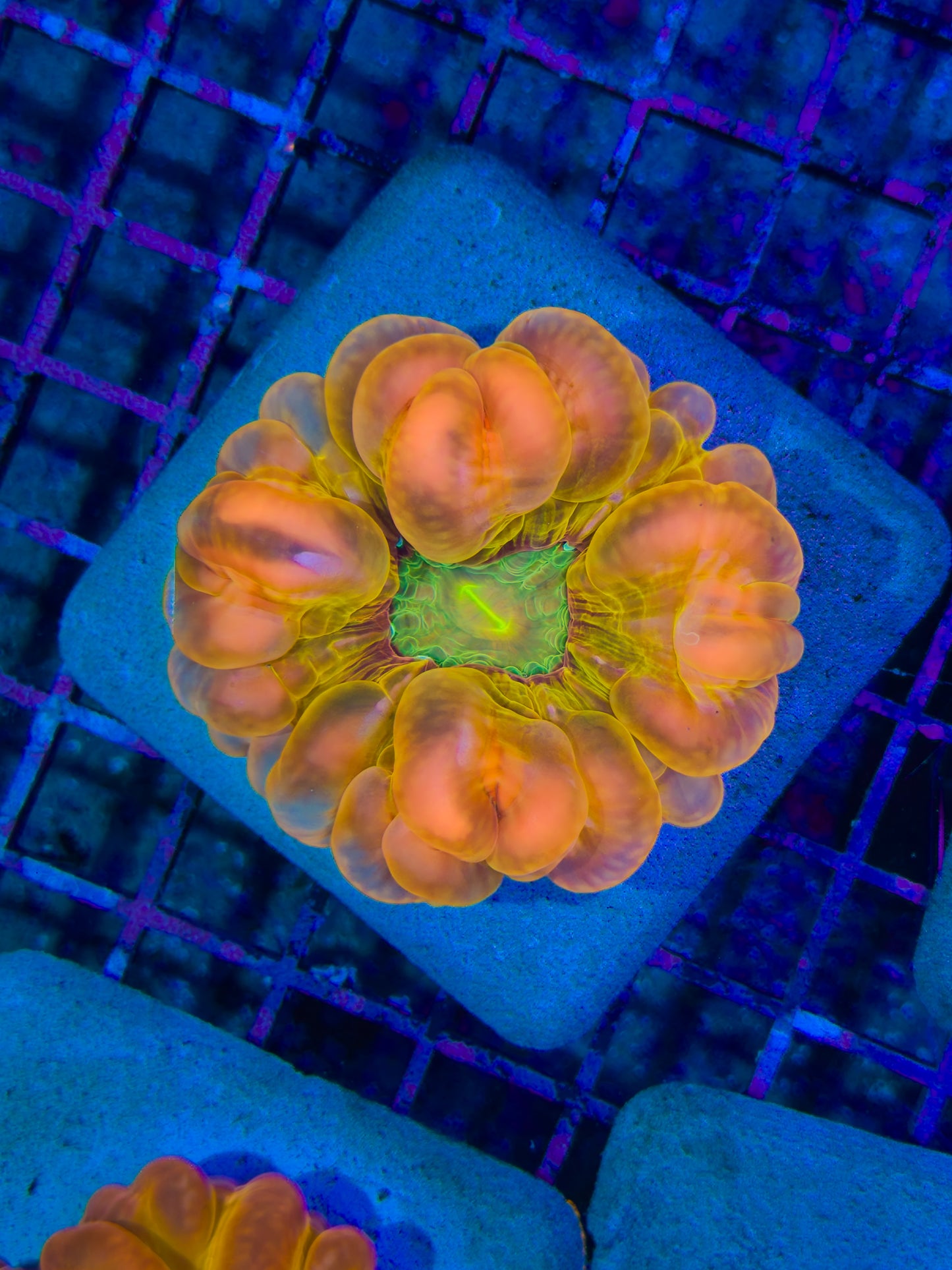 Yellow Glow Cynarina