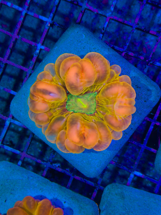 Yellow Glow Cynarina