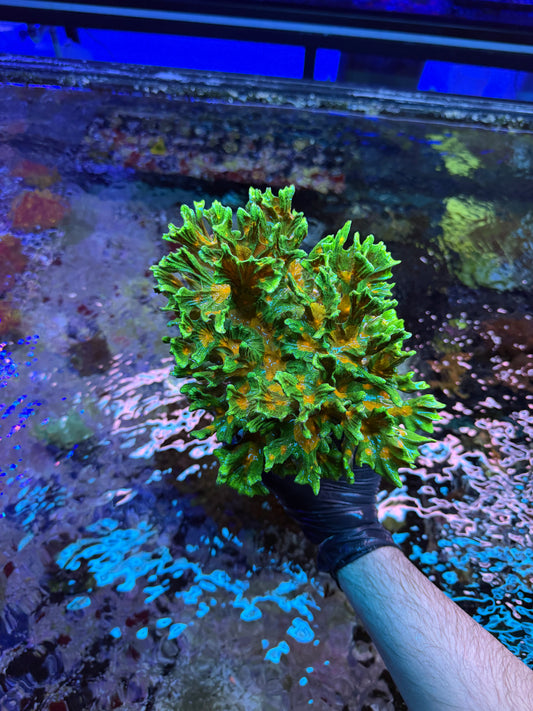 Massive Space Invader Pectinia Colony