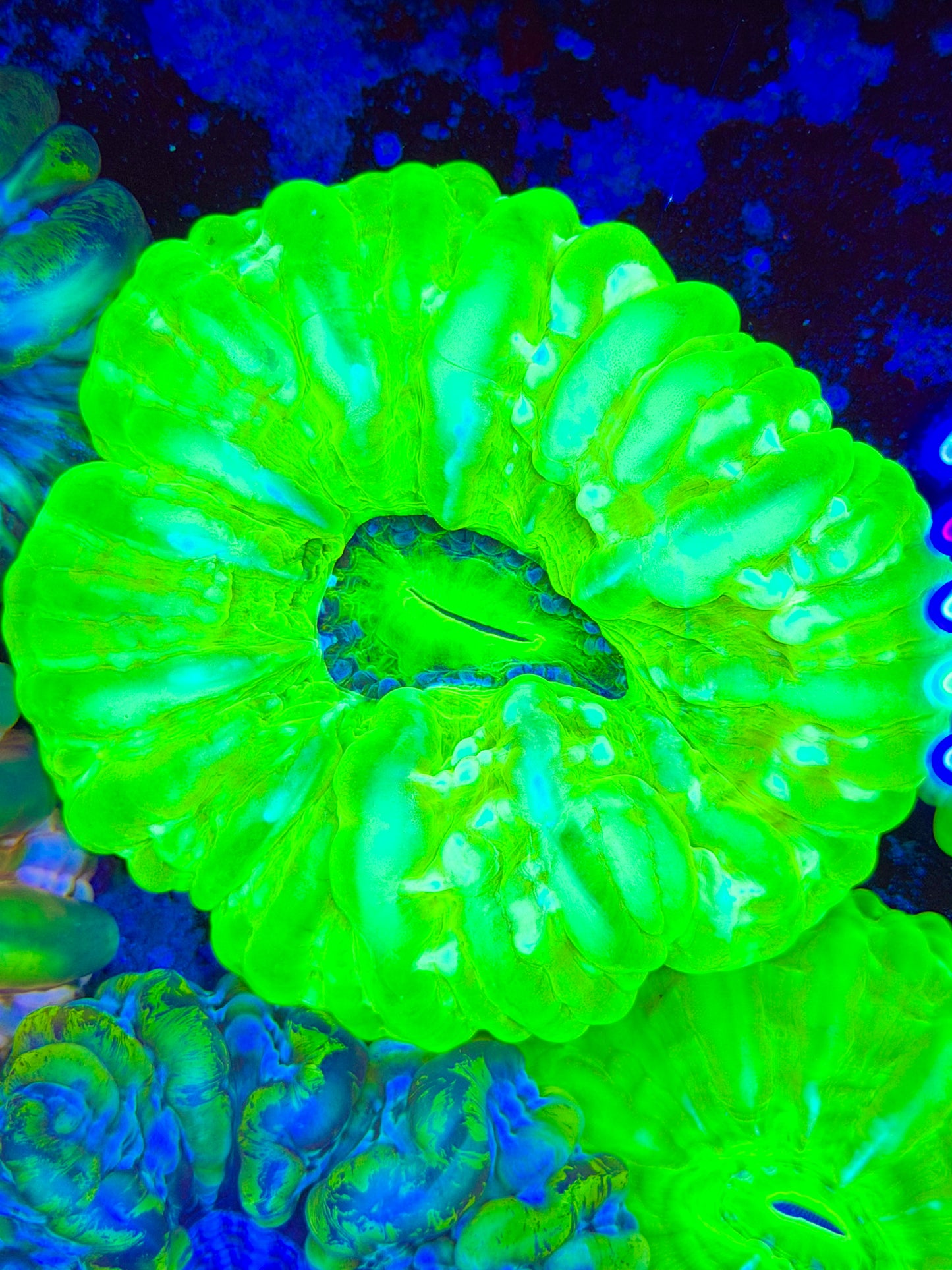 Green Cynarina