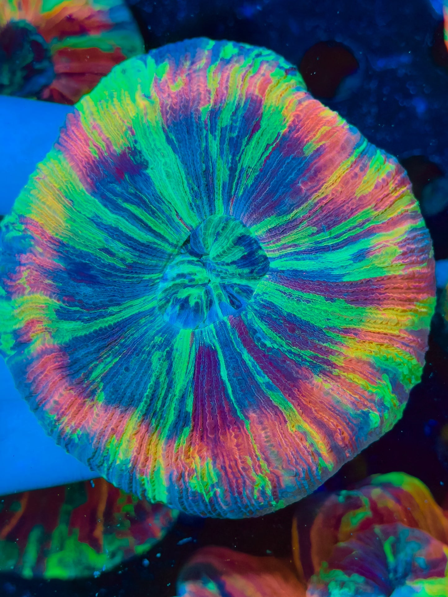 Super Rainbow Trachyphyllia