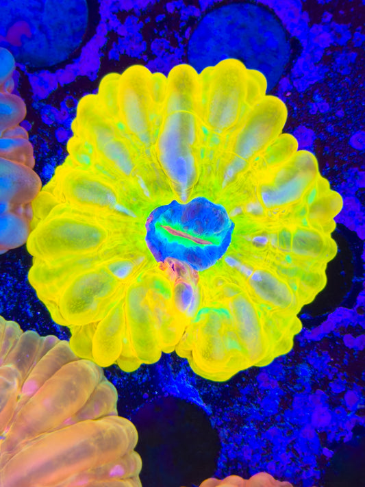 True Yellow Cynarina