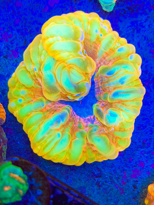 Golden Nugget Cynarina