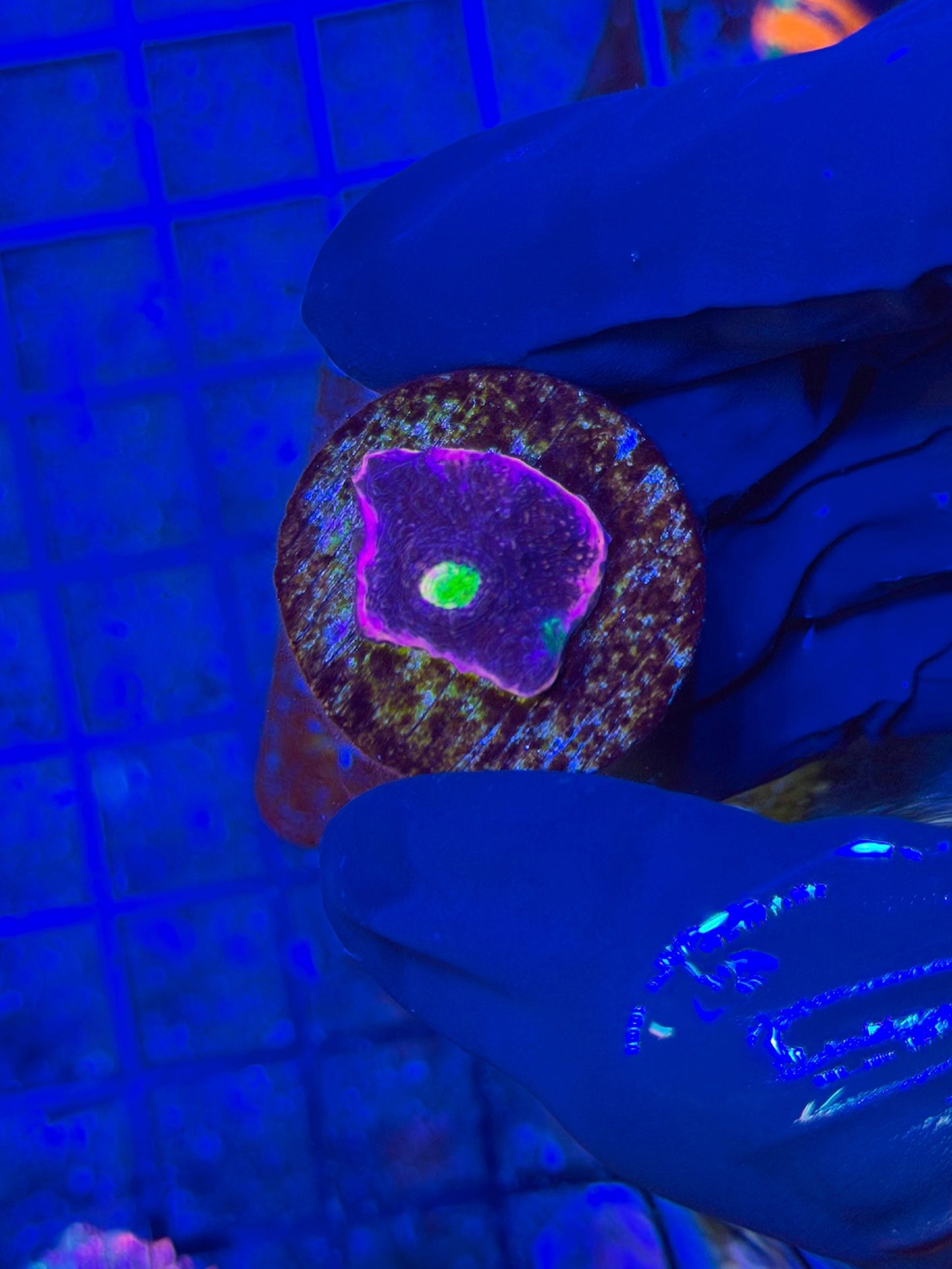 AR Umbreon (new release)