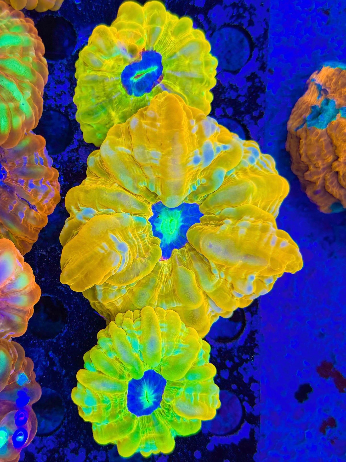 Insane Yellow trio
