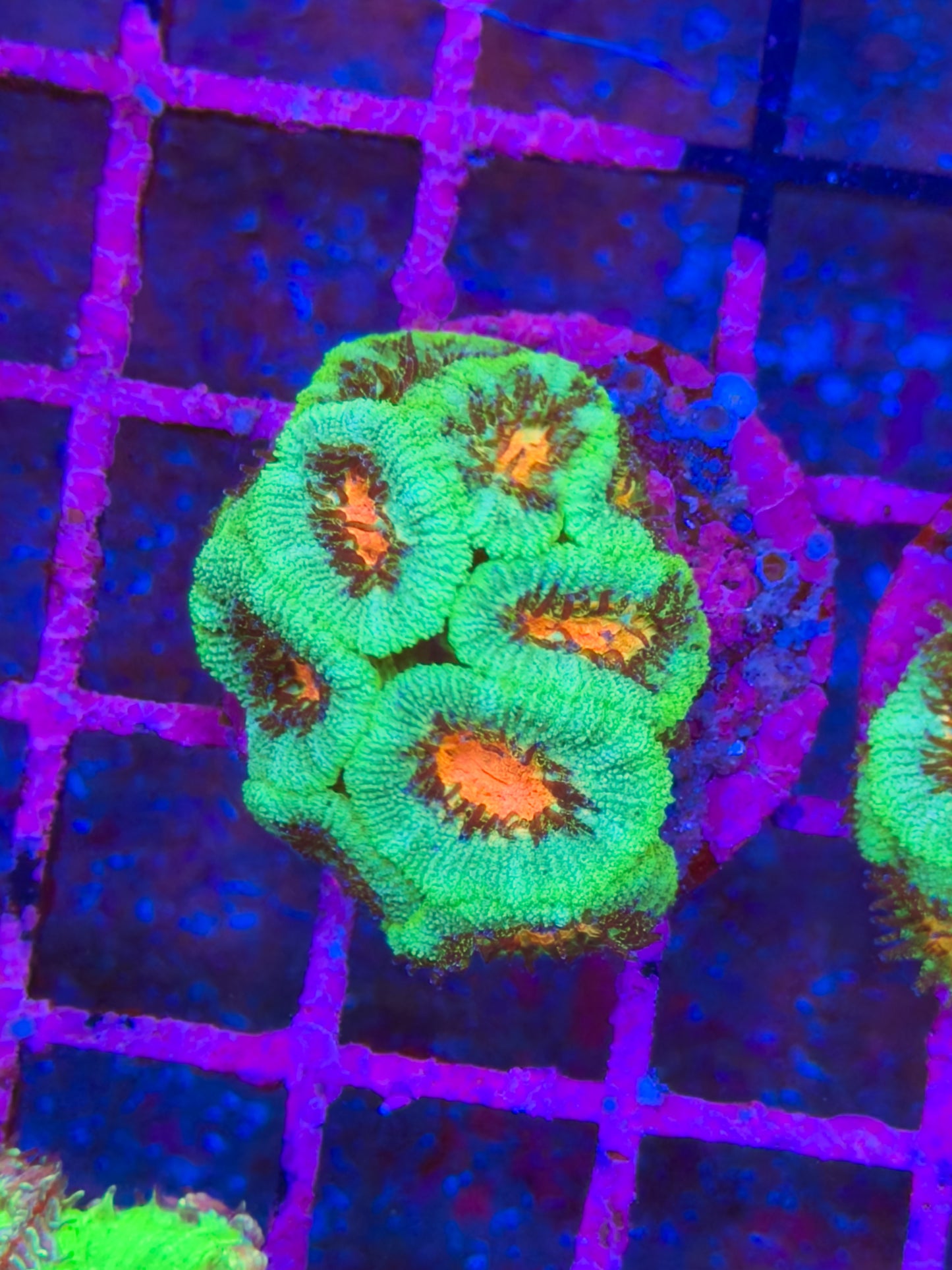 Watermelon Micro