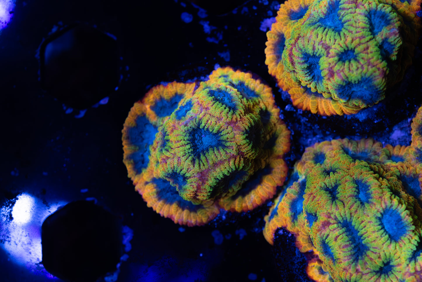 Colorful coral polyps under a blue light on a dark background